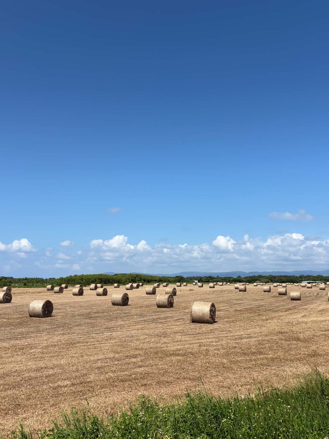 【黒島の風景】青空に映える牧草ロール！牛の島の秋の営み