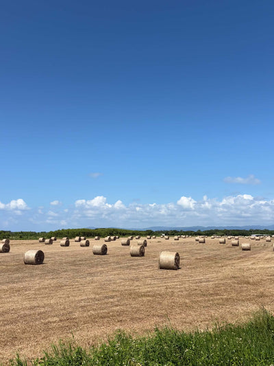 【黒島の風景】青空に映える牧草ロール！牛の島の秋の営み